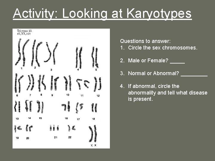 Activity: Looking at Karyotypes Questions to answer: 1. Circle the sex chromosomes. 2. Male Activity: Looking at Karyotypes Questions to answer: 1. Circle the sex chromosomes. 2. Male