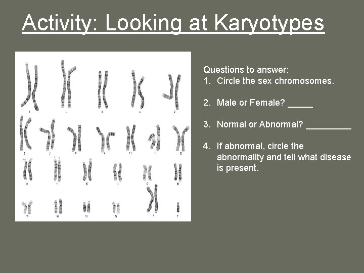 Activity: Looking at Karyotypes Questions to answer: 1. Circle the sex chromosomes. 2. Male Activity: Looking at Karyotypes Questions to answer: 1. Circle the sex chromosomes. 2. Male