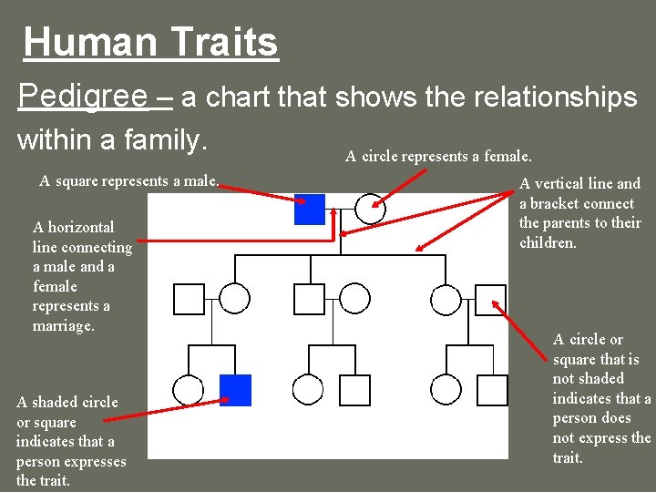 Human Traits Pedigree – a chart that shows the relationships within a family. A