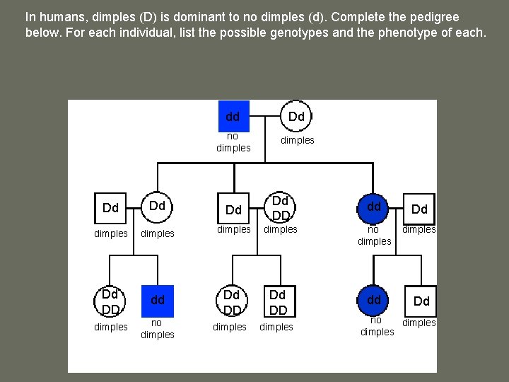 In humans, dimples (D) is dominant to no dimples (d). Complete the pedigree below.