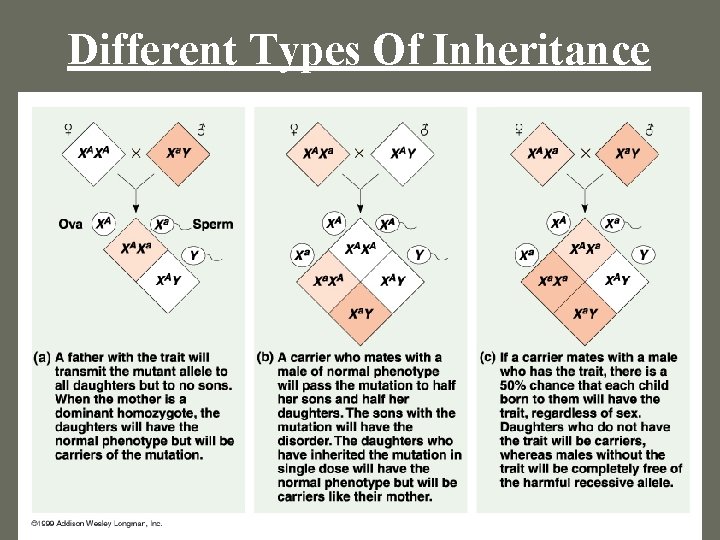 Different Types Of Inheritance Sex Linked Inheritancew 