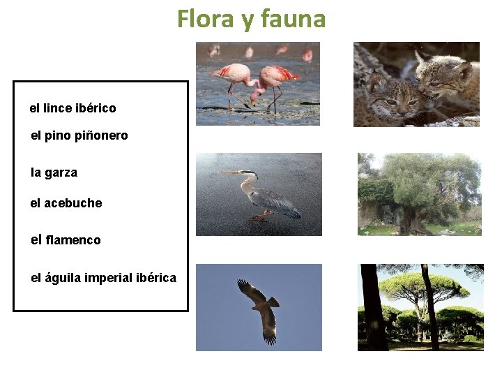 Flora y fauna el lince ibérico el pino piñonero la garza el acebuche el