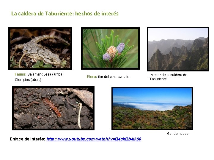 La caldera de Taburiente: hechos de interés Fauna: Salamanquesa (arriba), Fauna Ciempiés (abajo) Flora: