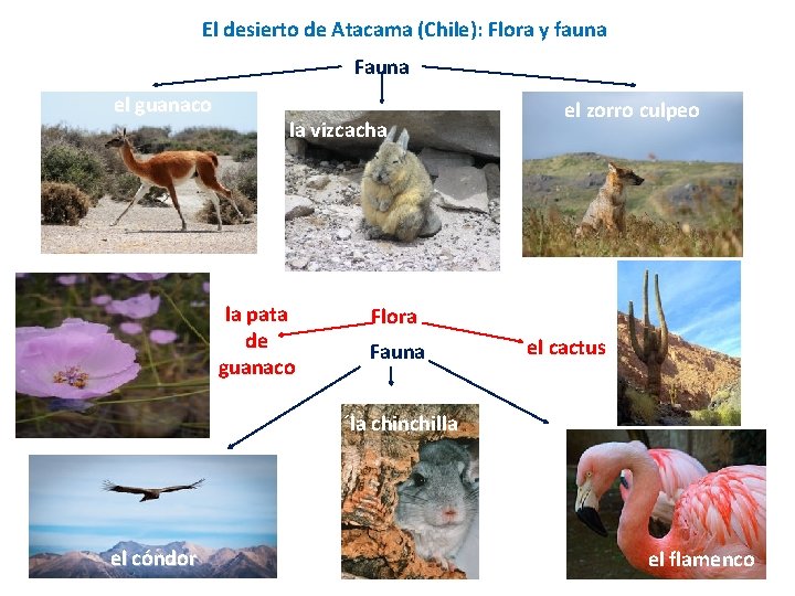 El desierto de Atacama (Chile): Flora y fauna Fauna el guanaco la vizcacha la