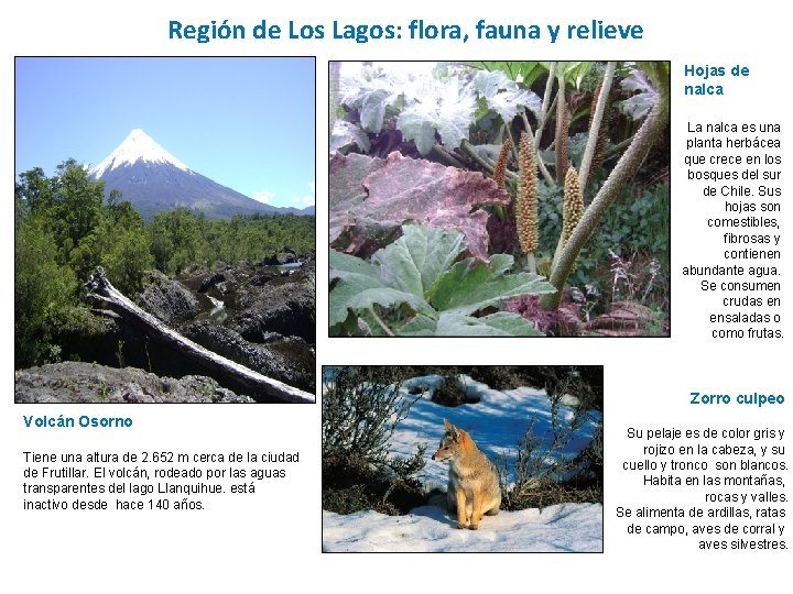 Región de Los Lagos: flora, fauna y relieve Hojas de nalca La nalca es