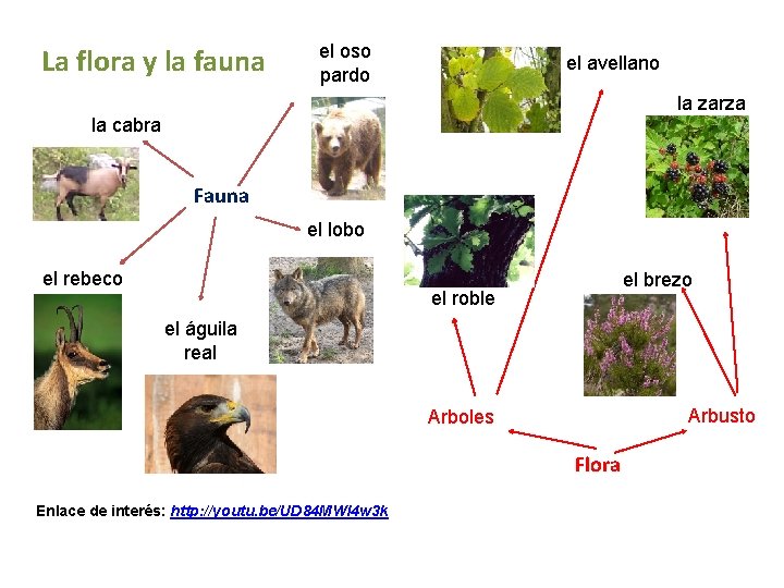 La flora y la fauna el oso pardo el avellano la zarza la cabra