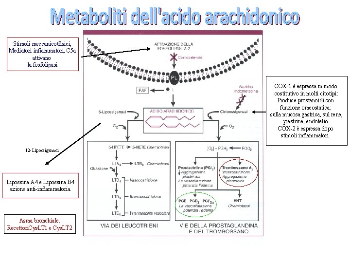 Stimoli meccanico/fisici, Mediatori infiammatori, C 5 a attivano la fosfolipasi COX-1 è espressa in