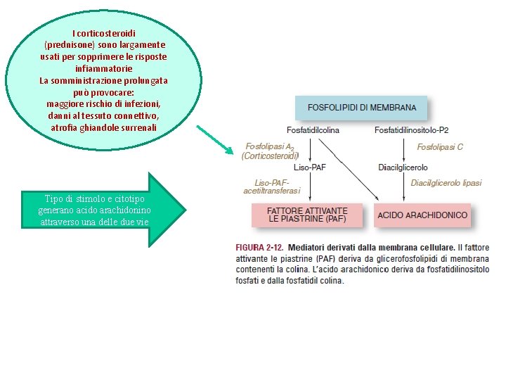 I corticosteroidi (prednisone) sono largamente usati per sopprimere le risposte infiammatorie La somministrazione prolungata