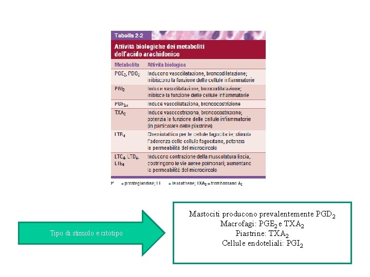 Tipo di stimolo e citotipo Mastociti producono prevalentemente PGD 2 Macrofagi: PGE 2 e