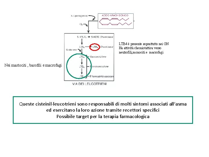 LTB 4 è presente soprattutto nei GN Ha attività chemiotattica verso neutrofili, monociti e