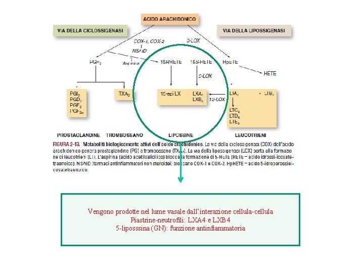 Vengono prodotte nel lume vasale dall’interazione cellula-cellula Piastrine-neutrofili: LXA 4 e LXB 4 5