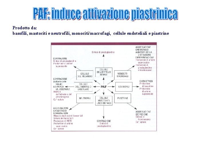 Prodotto da: basofili, mastociti e neutrofili, monociti/macrofagi, cellule endoteliali e piastrine 