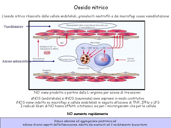 Ossido nitrico L’ossido nitrico rilasciato dalle cellule endoteliali, granulociti neutrofili e dai macrofagi causa