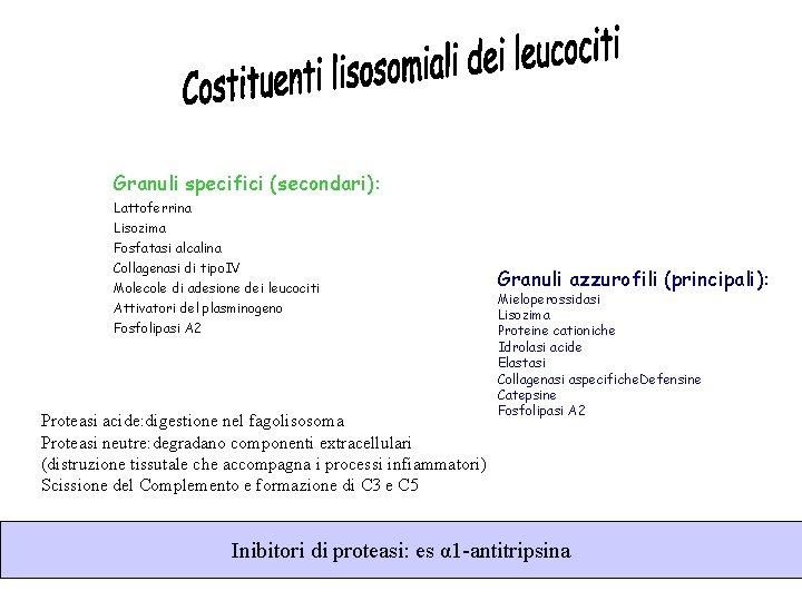 Granuli specifici (secondari): Lattoferrina Lisozima Fosfatasi alcalina Collagenasi di tipo. IV Molecole di adesione