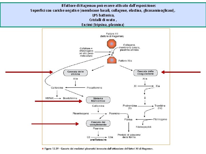 Il fattore di Hageman può essere attivato dall’esposizione: Superfici con cariche negative (membrane basali,