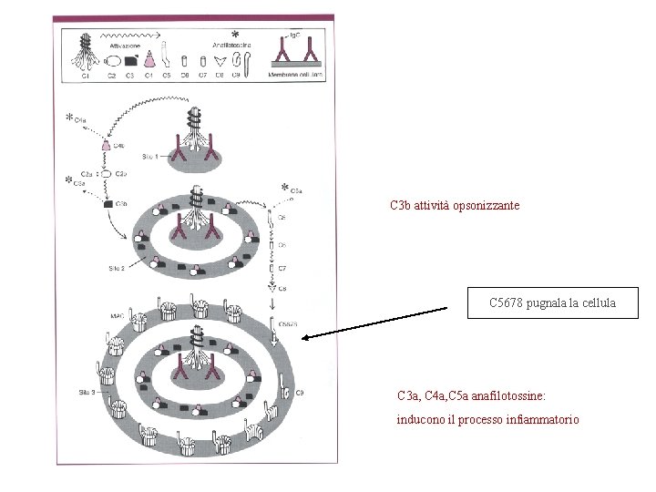C 3 b attività opsonizzante C 5678 pugnala la cellula C 3 a, C