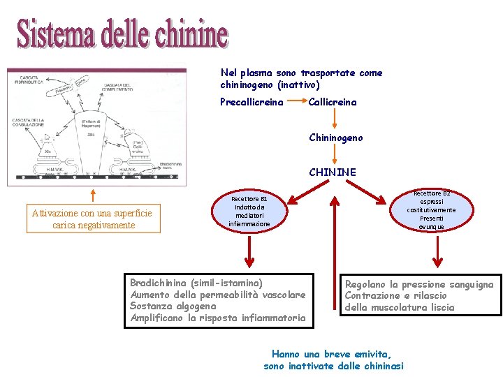 Nel plasma sono trasportate come chininogeno (inattivo) Precallicreina Chininogeno CHININE Attivazione con una superficie