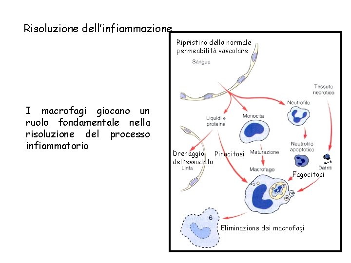 Risoluzione dell’infiammazione Ripristino della normale permeabilità vascolare I macrofagi giocano un ruolo fondamentale nella