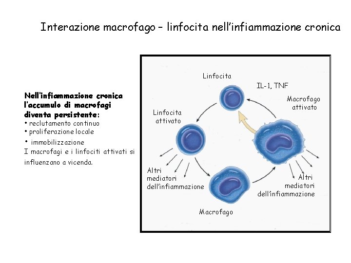 Interazione macrofago – linfocita nell’infiammazione cronica Linfocita Nell’infiammazione cronica l’accumulo di macrofagi diventa persistente: