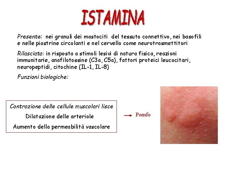 Presente: nei granuli dei mastociti del tessuto connettivo, nei basofili e nelle piastrine circolanti