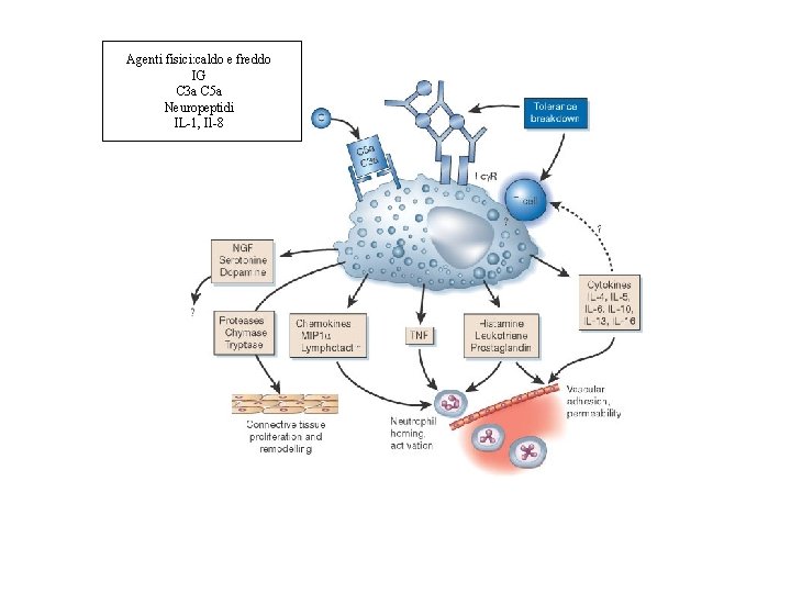 Agenti fisici: caldo e freddo IG C 3 a C 5 a Neuropeptidi IL-1,