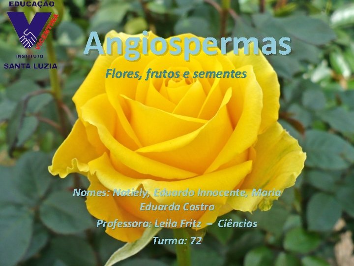 Angiospermas Flores, frutos e sementes Nomes: Natiely, Eduardo Innocente, Maria Eduarda Castro Professora: Leila