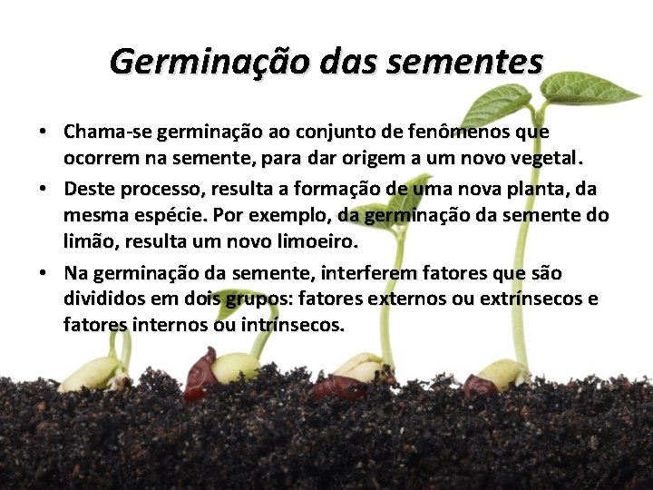 Germinação das sementes • Chama-se germinação ao conjunto de fenômenos que ocorrem na semente,