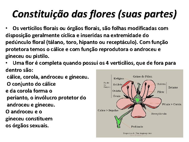 Constituição das flores (suas partes) • Os verticilos florais ou órgãos florais, são folhas