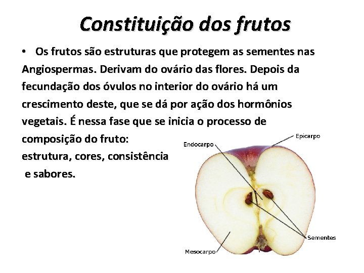 Constituição dos frutos • Os frutos são estruturas que protegem as sementes nas Angiospermas.
