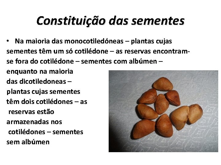 Constituição das sementes • Na maioria das monocotiledóneas – plantas cujas sementes têm um