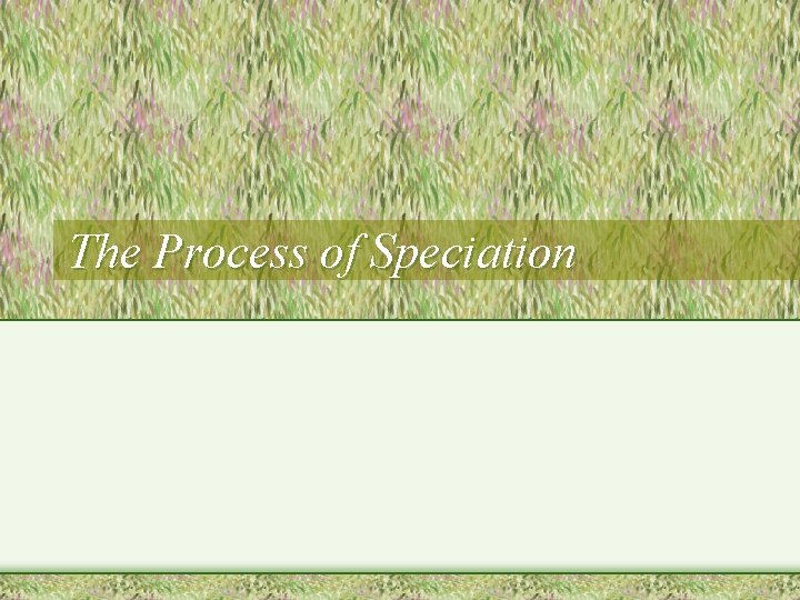 The Process of Speciation 