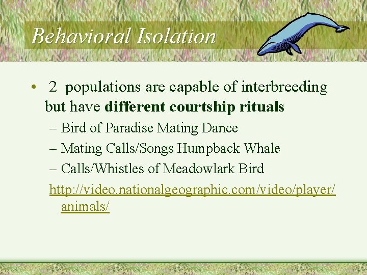 Behavioral Isolation • 2 populations are capable of interbreeding but have different courtship rituals