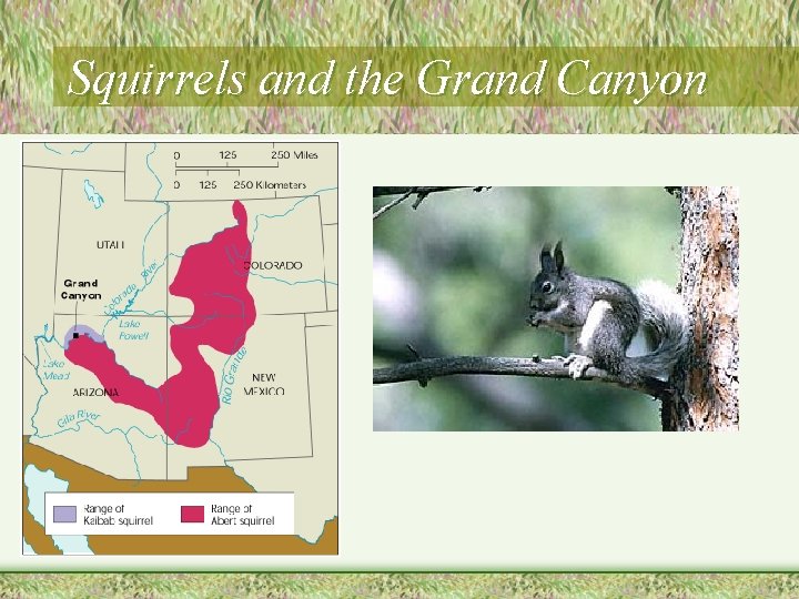 Squirrels and the Grand Canyon 