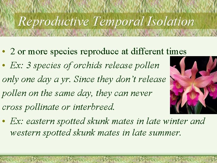 Reproductive Temporal Isolation • 2 or more species reproduce at different times • Ex: