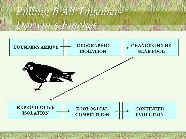 Pulling It All Together. Darwin’s Finches FOUNDERS ARRIVE GEOGRAPHIC ISOLATION REPRODUCTIVE ISOLATION ECOLOGICAL COMPETITION