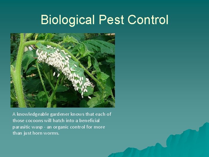 Biological Pest Control A knowledgeable gardener knows that each of those cocoons will hatch