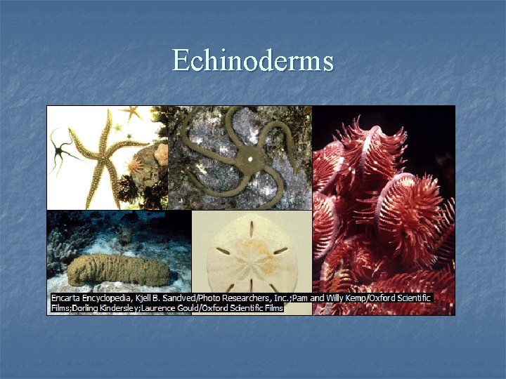 Echinoderms 