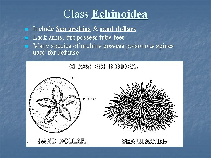 Class Echinoidea n n n Include Sea urchins & sand dollars Lack arms, but