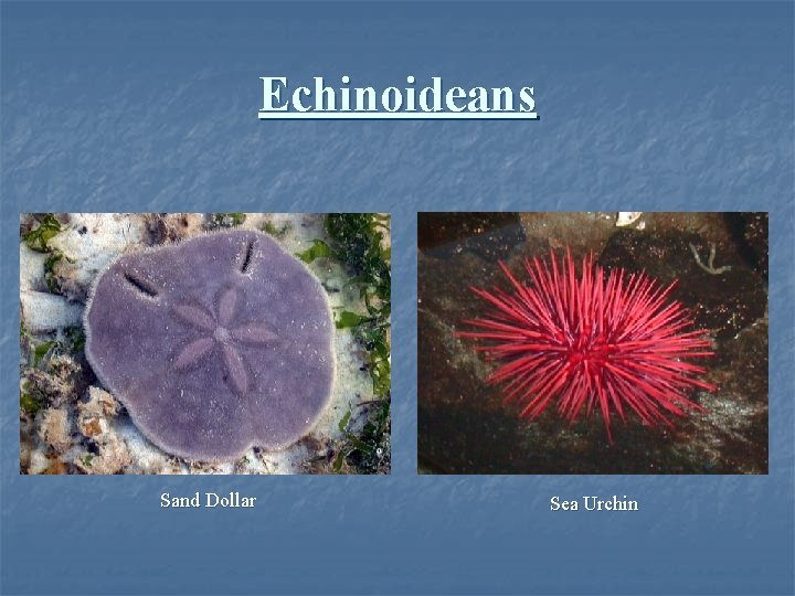 Echinoideans Sand Dollar Sea Urchin 