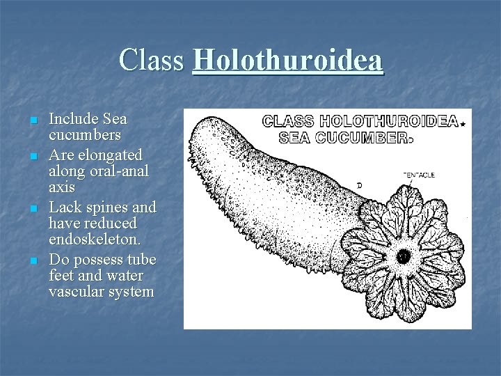 Class Holothuroidea n n Include Sea cucumbers Are elongated along oral-anal axis Lack spines
