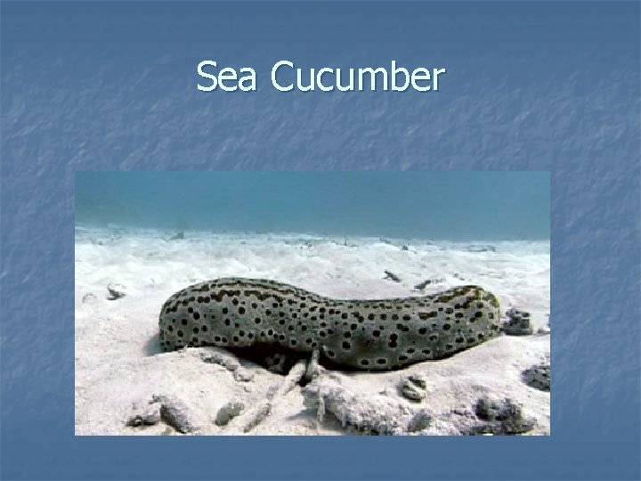 Sea Cucumber 