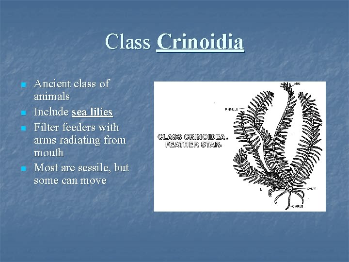 Class Crinoidia n n Ancient class of animals Include sea lilies Filter feeders with
