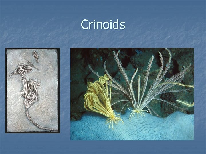 Crinoids 