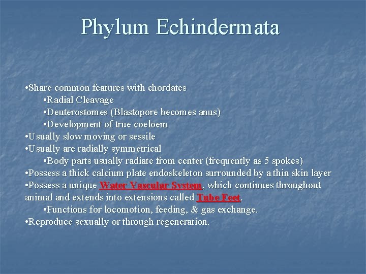 Phylum Echindermata • Share common features with chordates • Radial Cleavage • Deuterostomes (Blastopore