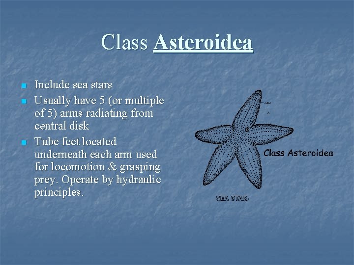 Class Asteroidea n n n Include sea stars Usually have 5 (or multiple of