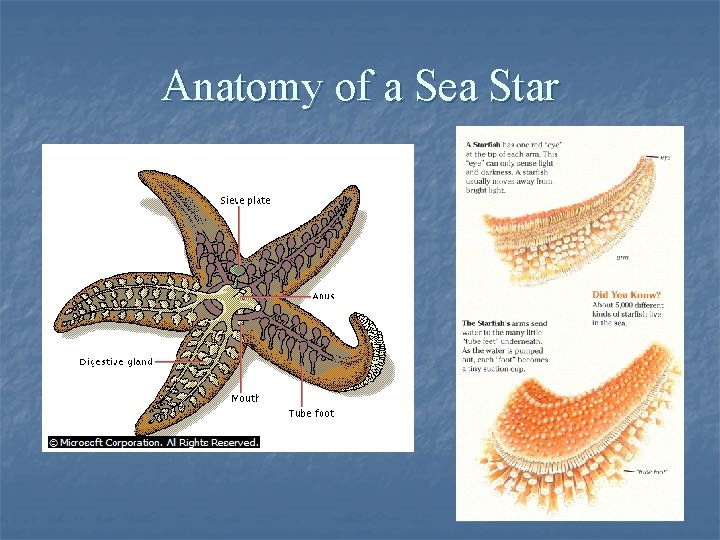 Anatomy of a Sea Star 