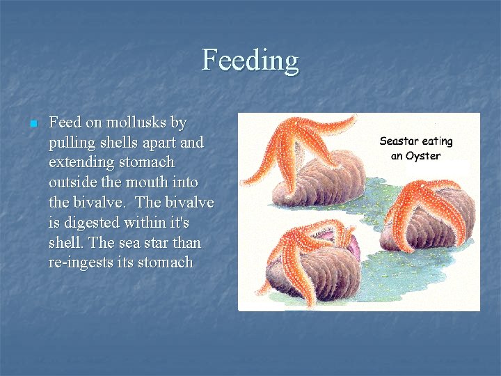Feeding n Feed on mollusks by pulling shells apart and extending stomach outside the