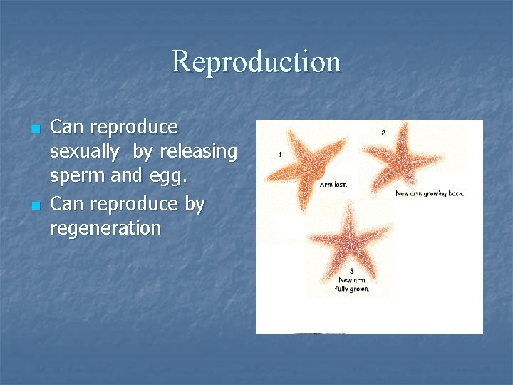 Reproduction n n Can reproduce sexually by releasing sperm and egg. Can reproduce by