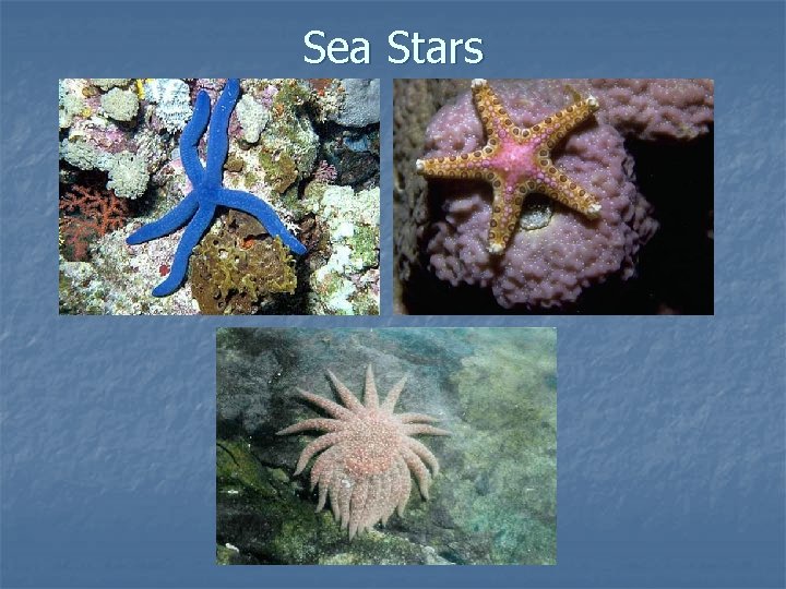 Sea Stars 
