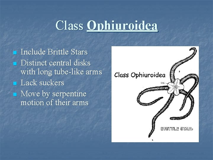 Class Ophiuroidea n n Include Brittle Stars Distinct central disks with long tube-like arms
